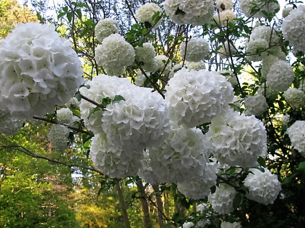 A Garden In Southwest Georgia Snowball Bush Viburnum Opulus