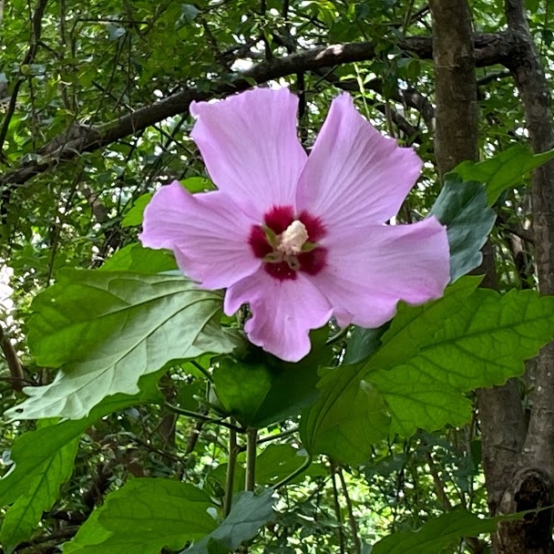 FINDING JOY, KEEPING JOY, AND SHARING JOY Simple and Serene Living