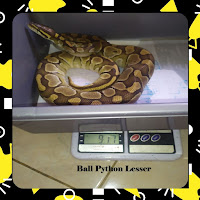 Ball Python Lesser