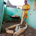 BAHIA / Barrocas: Agricultor colhe num só pé de mandioca, raiz suficiente para encher um carrinho de mão