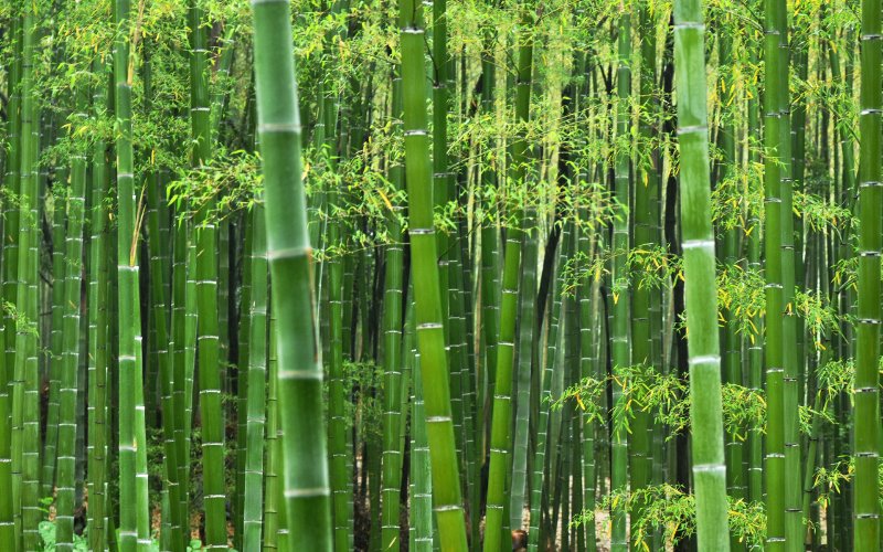 Aquariusagri Bamboo Plant Supplier Tissue culture bamboo plant