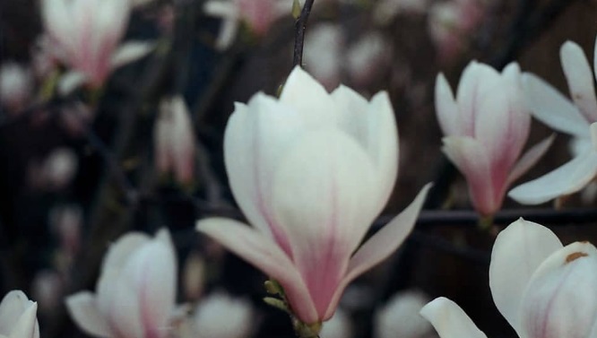 Magnolia Grandiflora