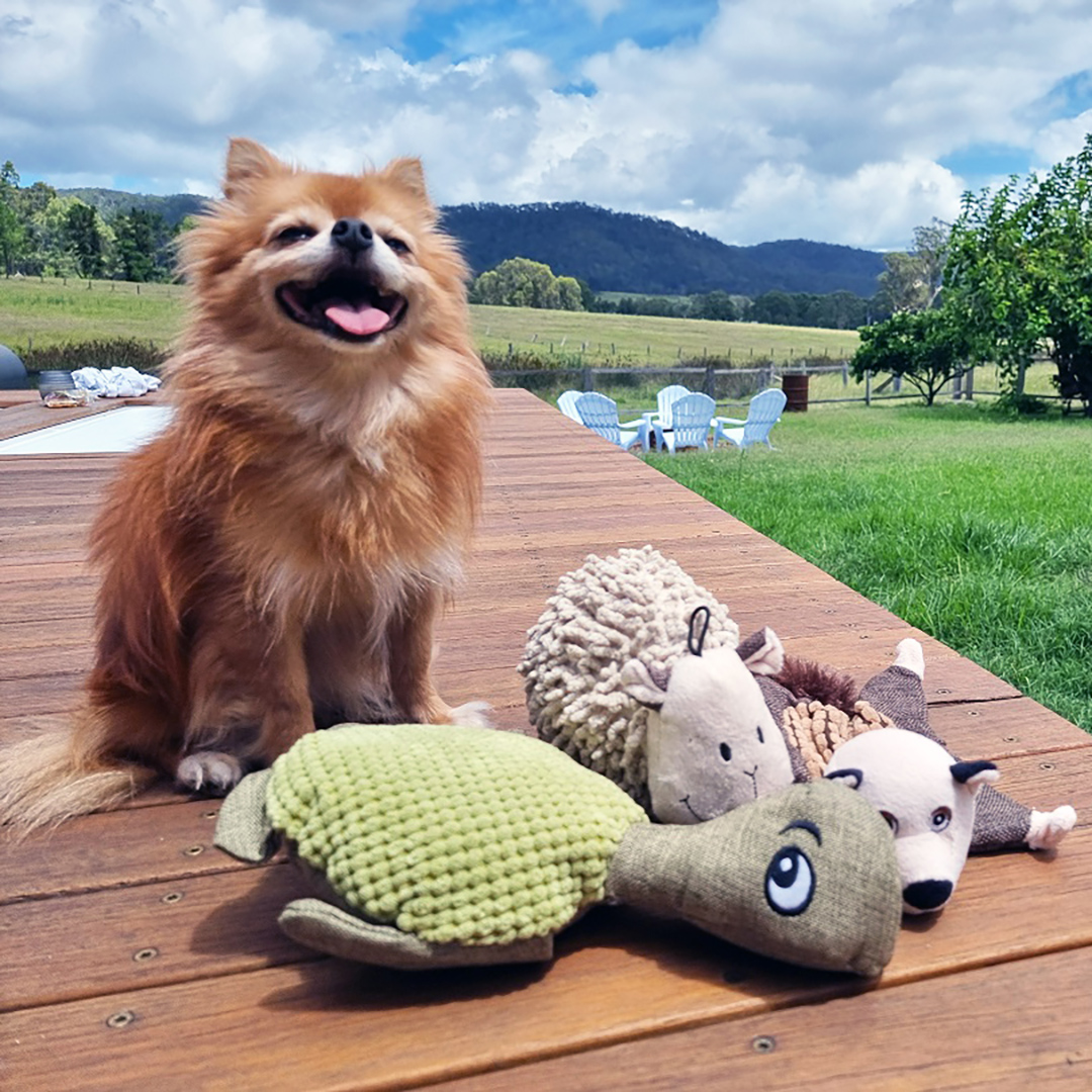 Best Dog Boredom Busters & Toys in 2021 Australian Dog Lover
