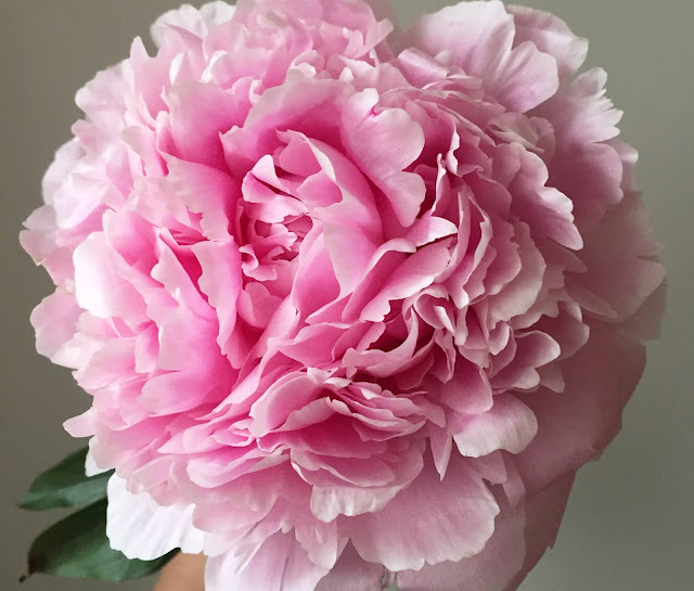My Care Tips for Cut Peonies EVIE ROSE LANE