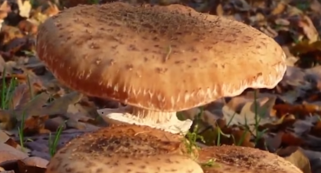Fungi Merupakan Makhluk Hidup Terhebat di Bumi