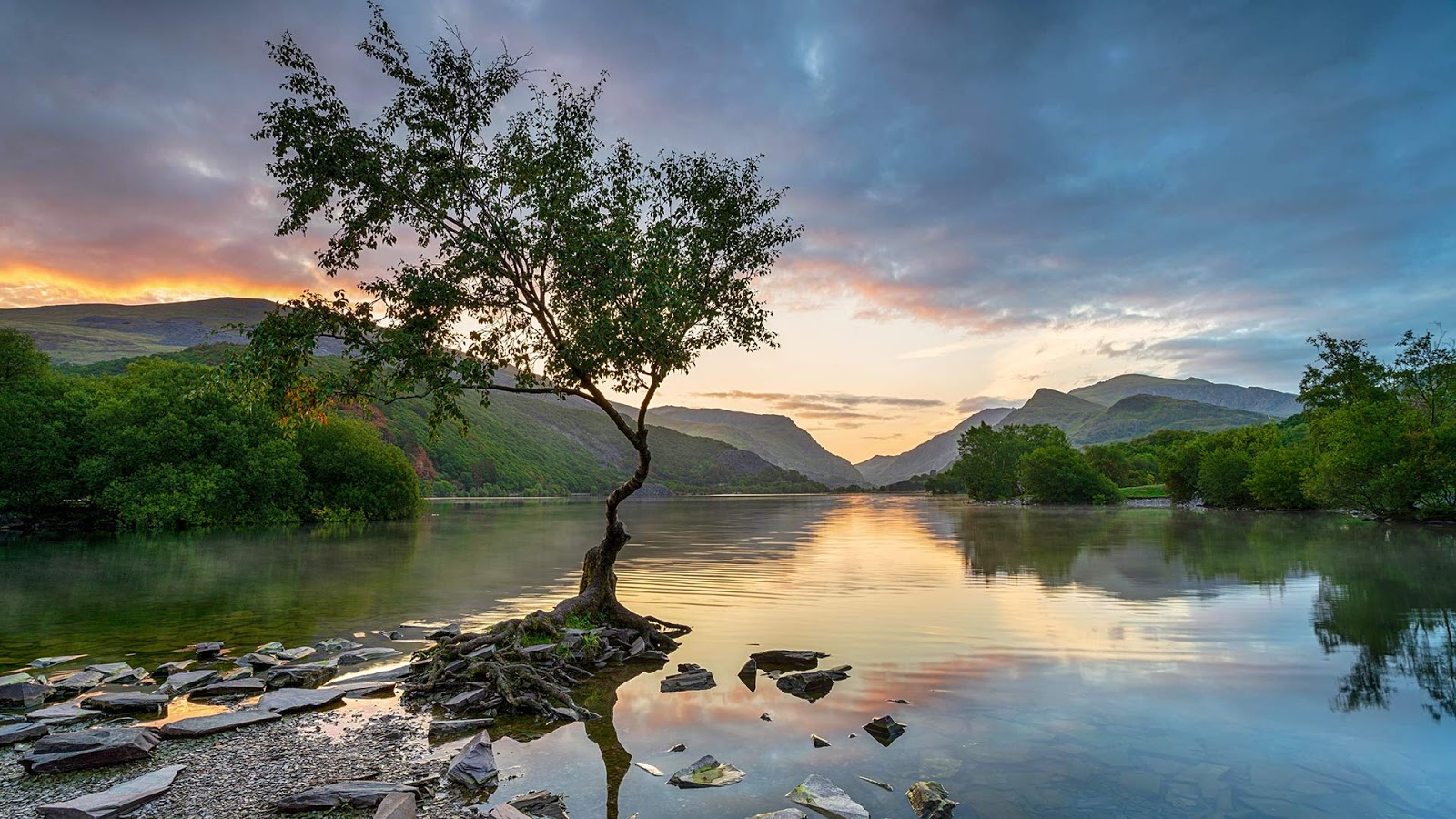 A Lone Tree In The Lovely Llanberis Lake