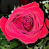 10 remedii cu petale de trandafiri