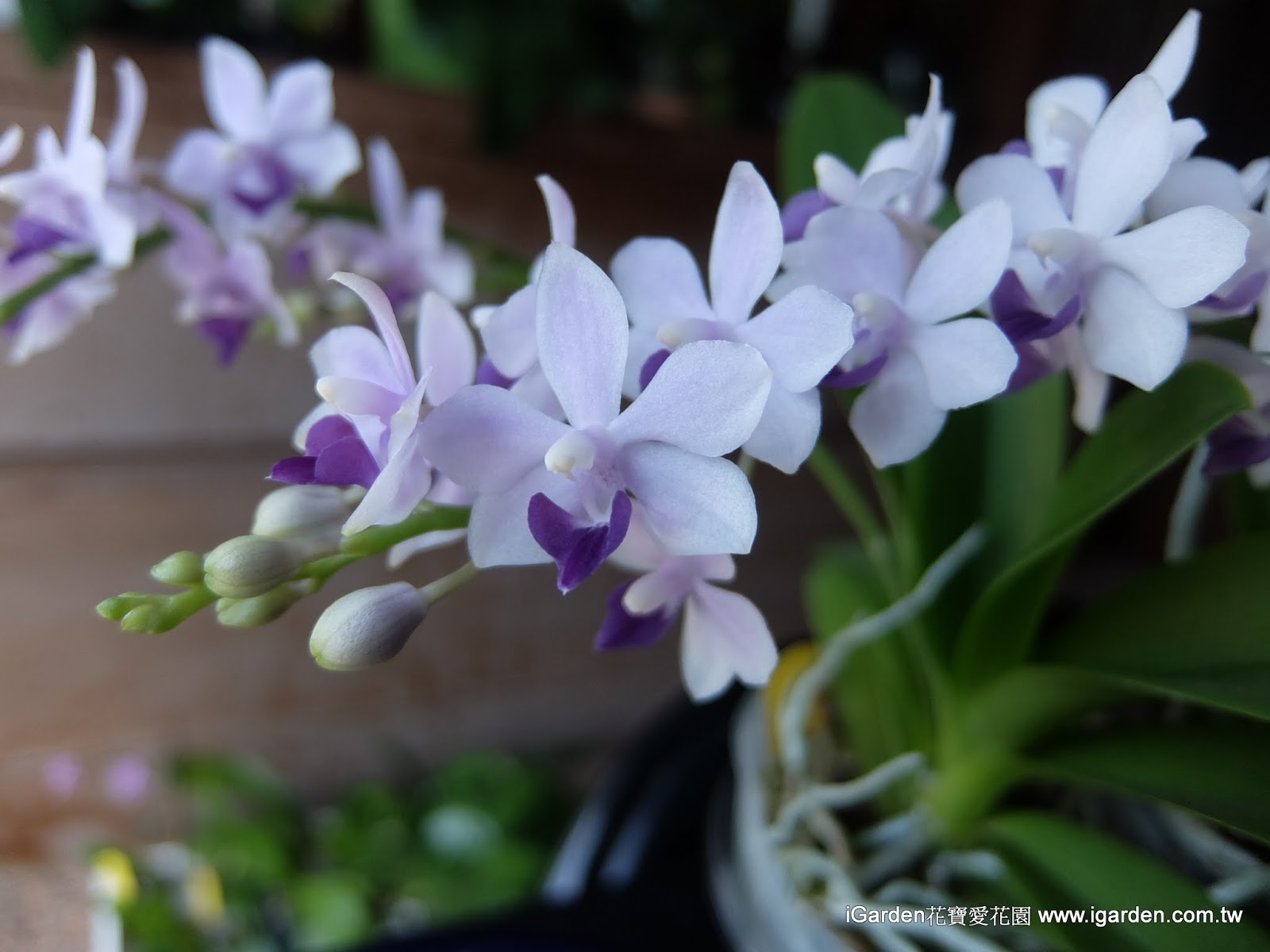 六月開花植物 17年6月igarden 頂樓花園實錄 園藝部落格 Igarden 花寶愛花園園藝文摘plus