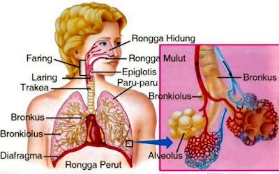 rangkuman singkat sistem pernafasan makhluk hidup, alat pernafasan manusia, alat nafas hewan, alat pernafasan tumbuhan, pelajaran sekolah dasar, ipa, ilmu pengetahuan sosial