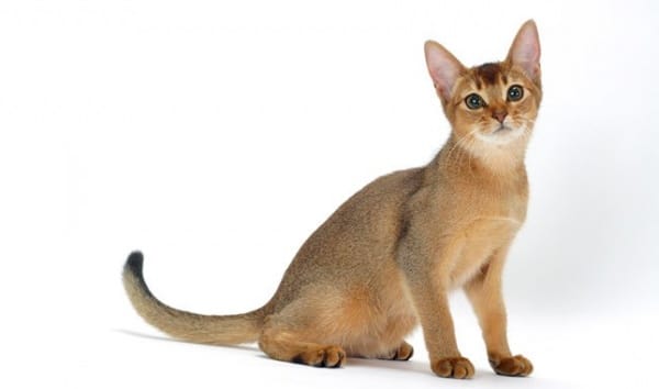 القط الحبشي من أنواع القطط