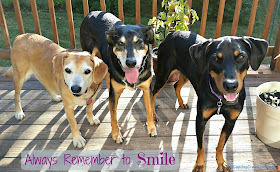 3 happy rescue dogs smiling