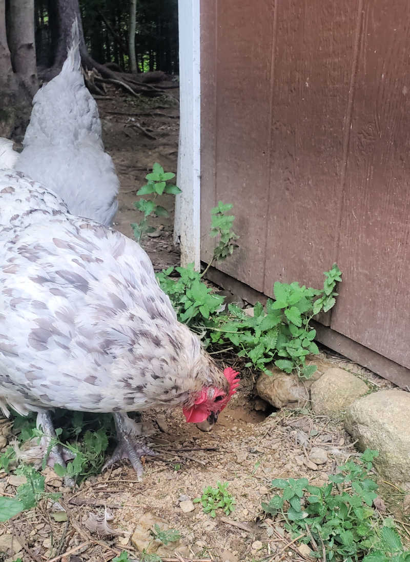 What is good chicken coop flooring? - My Pet Chicken