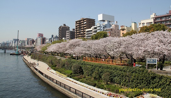  Most Beautiful Sakura Flower View Places inwards Nippon xx Most Beautiful Sakura Flower View Places inwards Japan