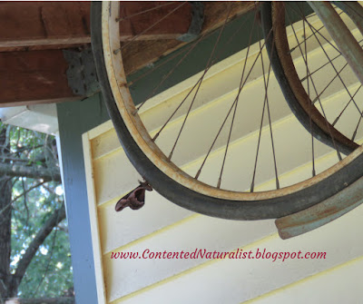 Large moth perches on the wheel of a bicycle hanging from the porch ceiling