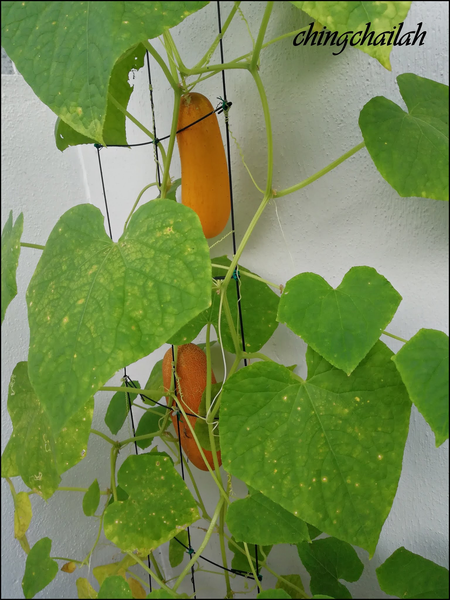 Simple Living In Nancy Growing Yellow Cucumber In My Garden