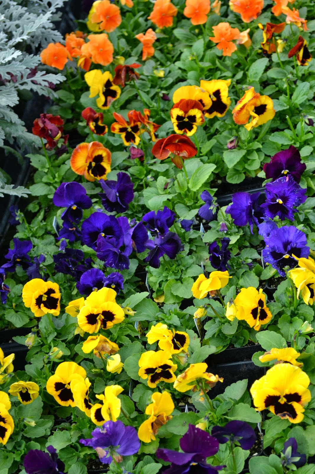 The Outlaw Gardener A Color Filled Visit to Vassey Nursery.