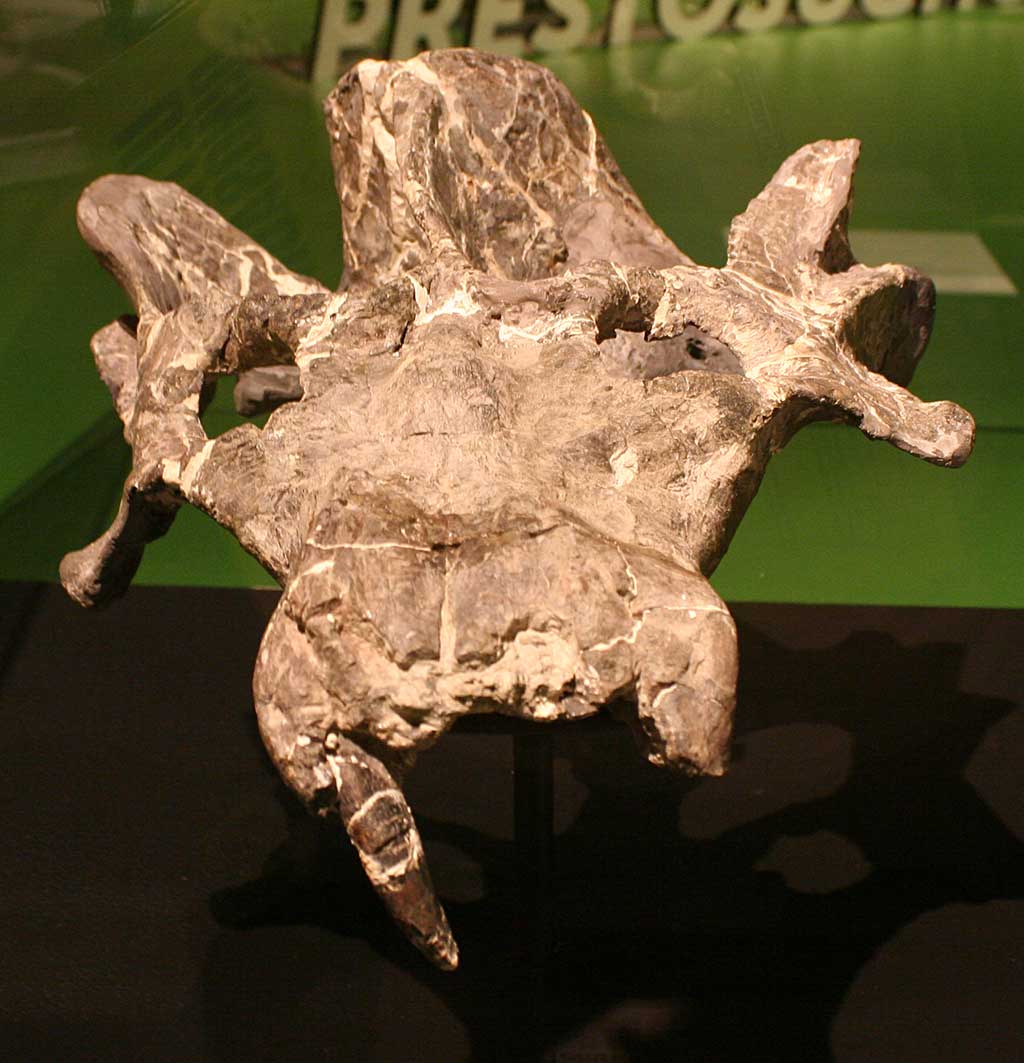 Louisville Fossils and Beyond Exaeretodon frenguelli Skull Fossil