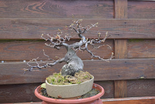 Hornbeam, shohin, yamadori