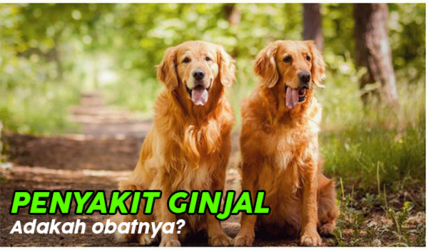 Penyakit Anjing pada Ginjal dan Cara Mengobatinya - Obat Penyakit Anjing