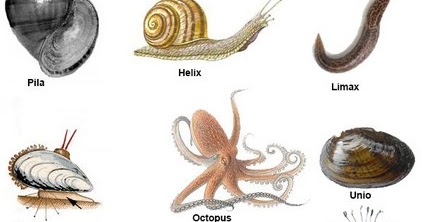 Gambar Pengertian Ciri Klasifikasi Filum Mollusca  Gambar 