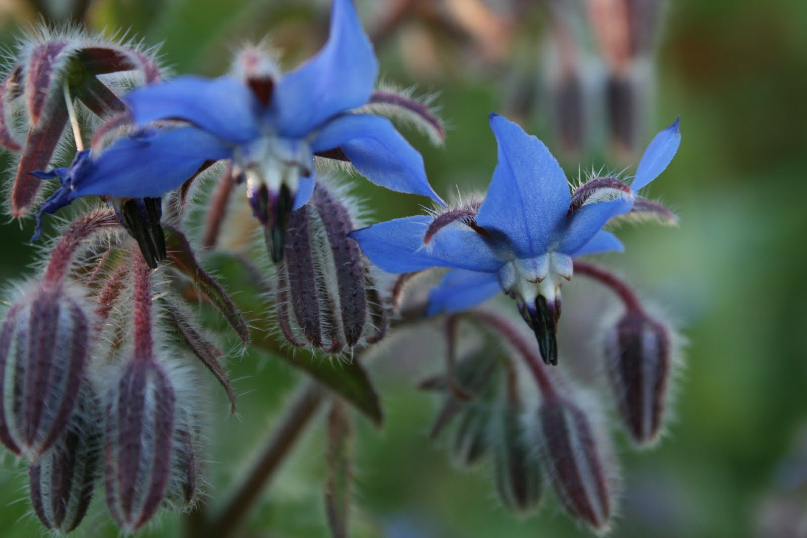 Gurkört Borago officinalis