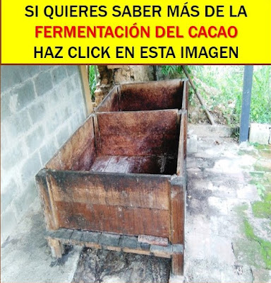 Cajones de madera para fermentación de cacao.