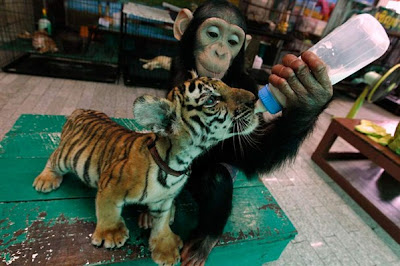 Chimpancé y cachorros de tigre