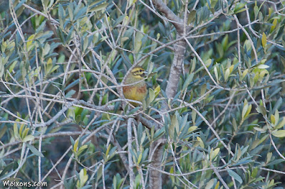 Gratapalles (Emberiza cirlus)