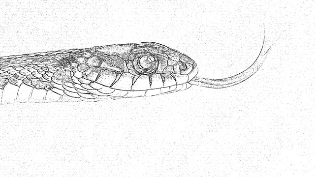 Coloring pages of snakes holiday.filminspector.com