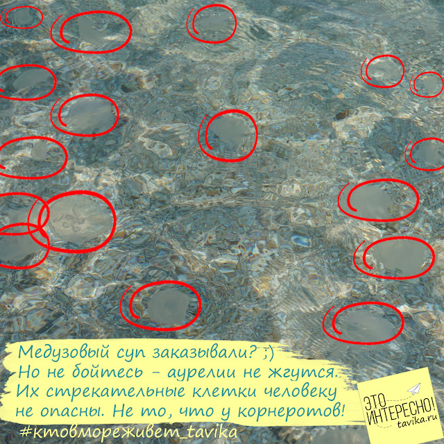 Нашествие медуз на Тарханкуте