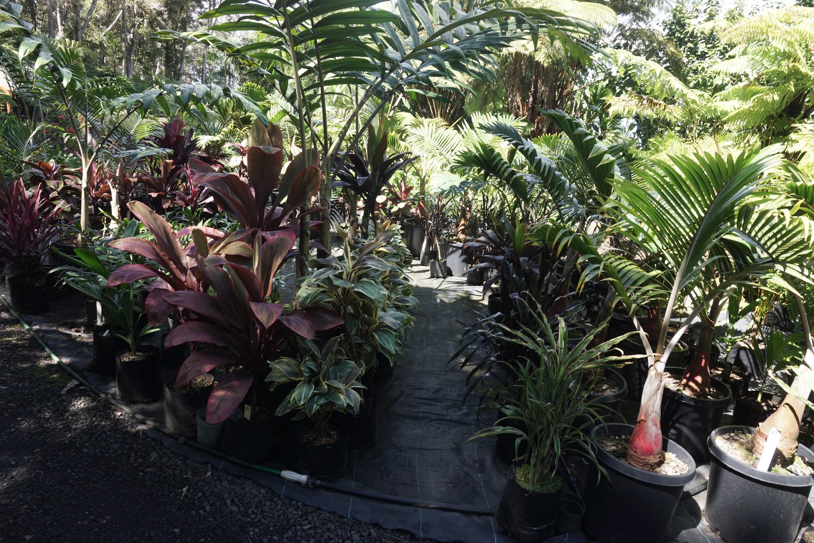 South Kona Nursery
