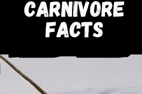 narwhal carnivore interesting facts
