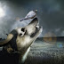 خلفيات حيوانات جميلة 2021 بجودة hd صور بجوده عالية للكمبيوتر والموبايل- Beautiful animals photos Hd خلفيات حيوانات جميلة 2021 بجودة hd صور بجوده عالية للكمبيوتر والموبايل- Beautiful animals photos Hd