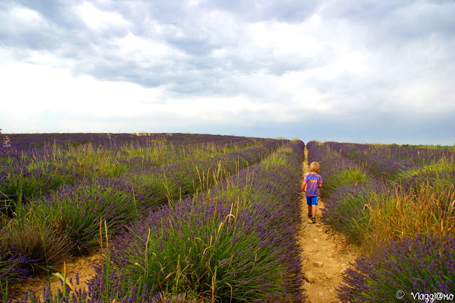 Tommy tra i campi di lavanda in Provenza