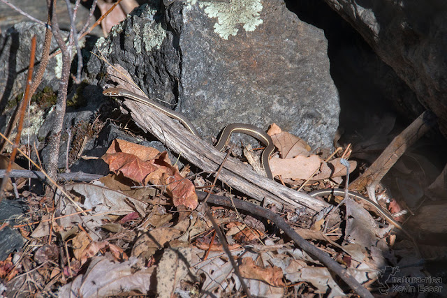 Masticophis taeniatus - Striped Whipsnake