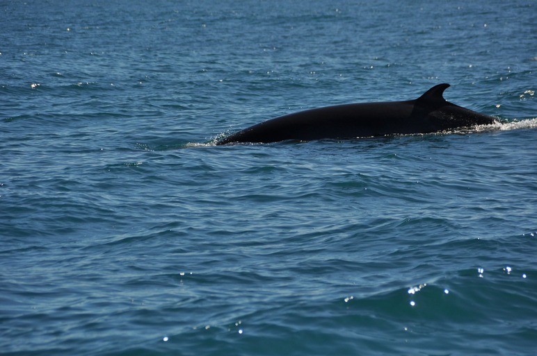 iceland minke whale