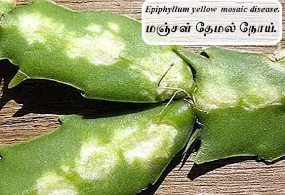 epiphyllum yellow mosaic disease