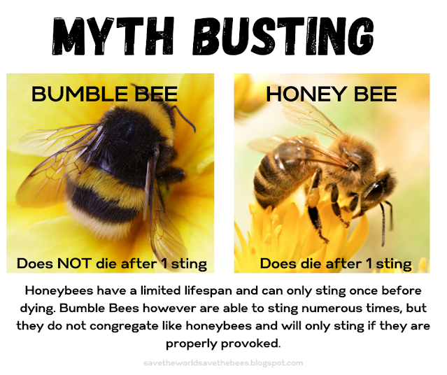 MYTH BUSTING BEES MEME