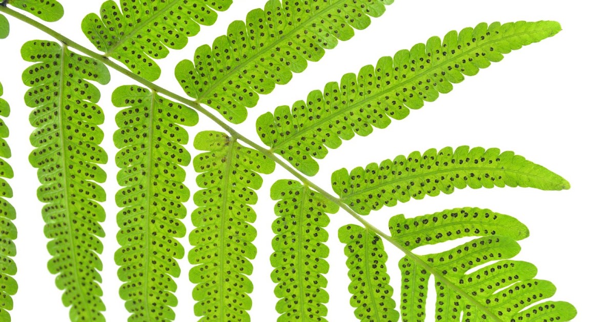 Blog de 3º de Primaria NATURAL SCIENCE 3rd grade UNIT PLANTS