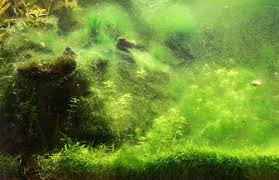 Alga hijau dalam aquascape