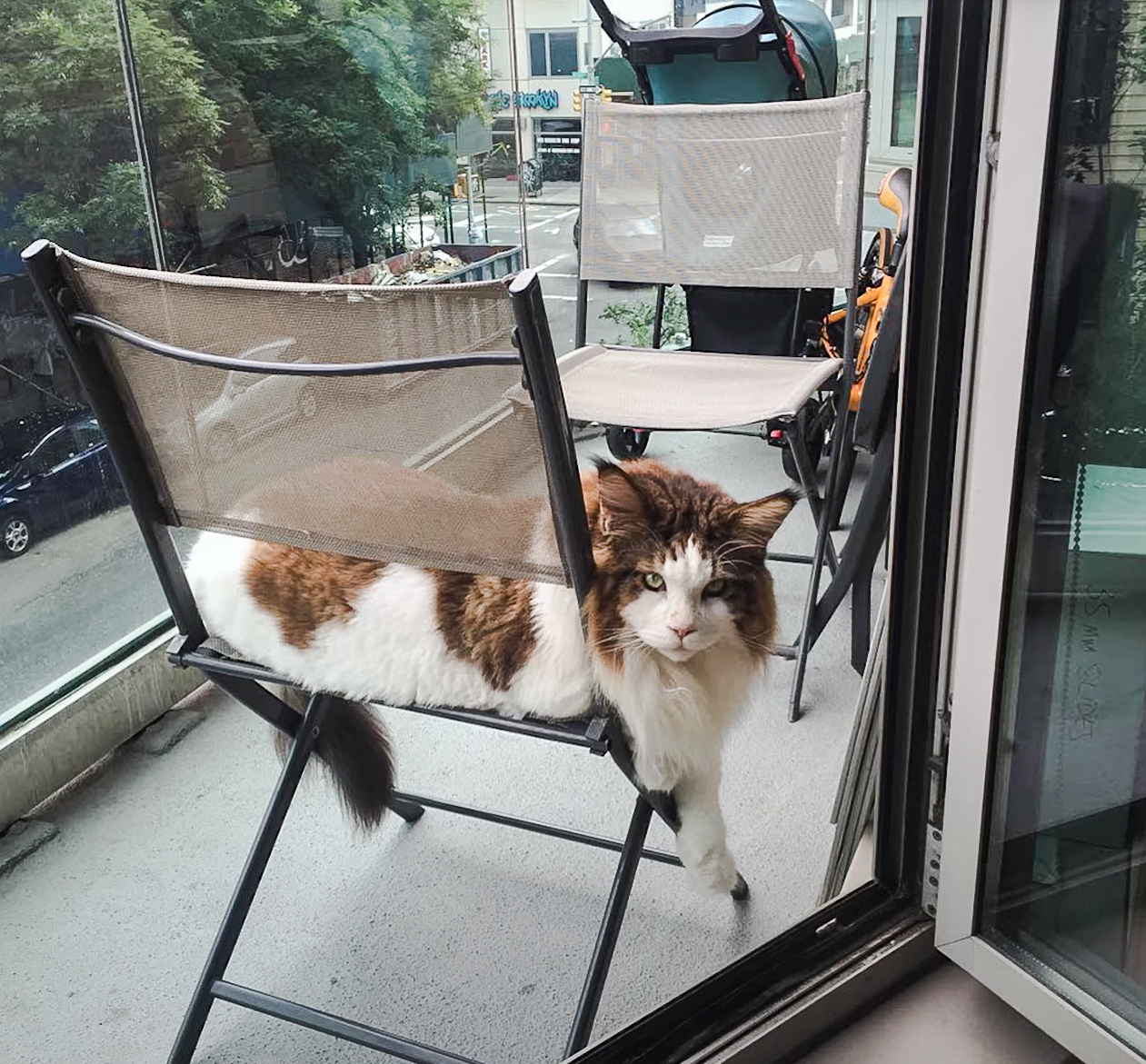 Stunningly huge Maine Coon taken out in cat stroller to New York City