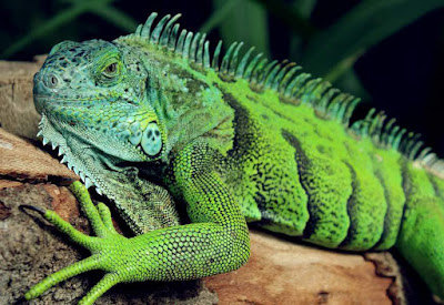 Lizard - animals beginning with L Lizard - animals beginning with L