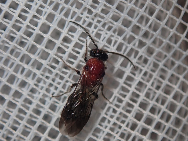 Smicromyrme sp Smicromyrme sp