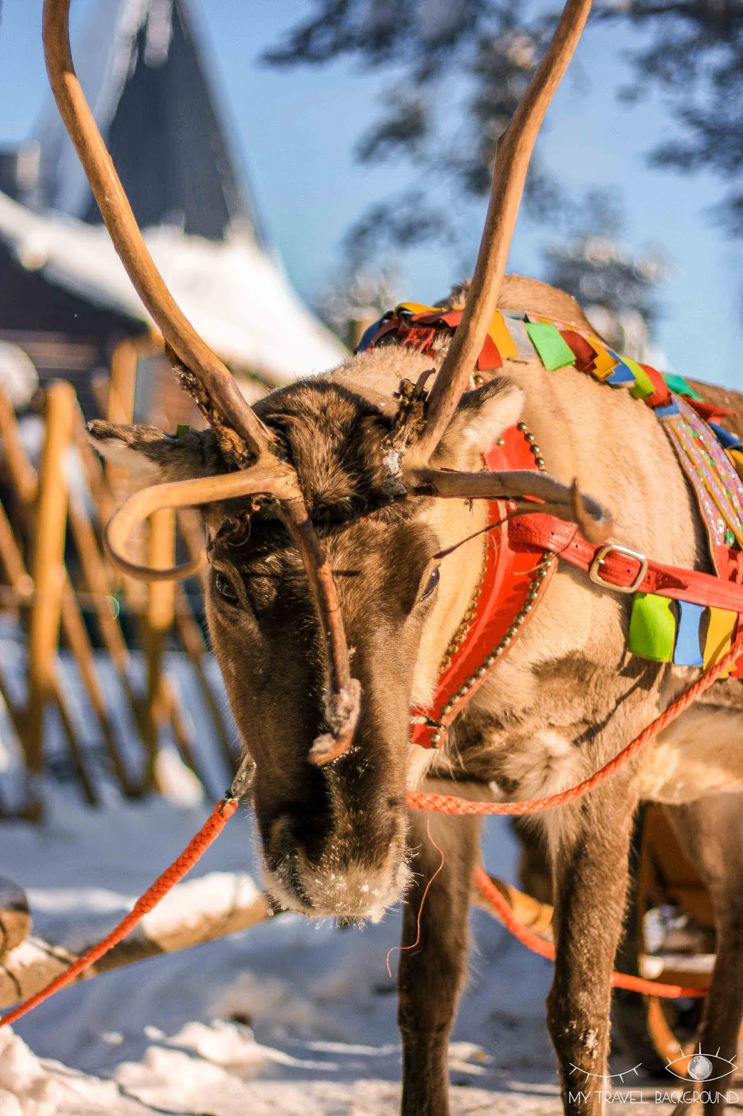 My Travel Background : le jour où j'ai rencontré le Père Noël en Laponie - Les rennes du Père Noël