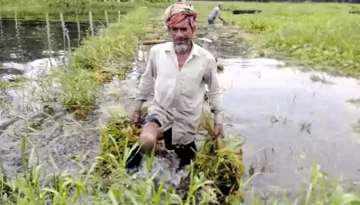 The rain gave a ladder to the ripe paddy of the smoky farmer ধুনটে কৃষকের পাকা ধানে মই দিল বৃষ্টি