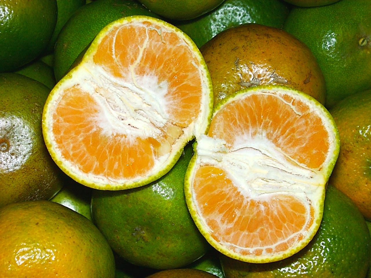 Огурец мандарин. Померанец зеленый фрукт. Цитрус снаружи зелёный внутри оранжевый. Цитрус с зеленой кожурой. Танжерин фрукт зеленый.