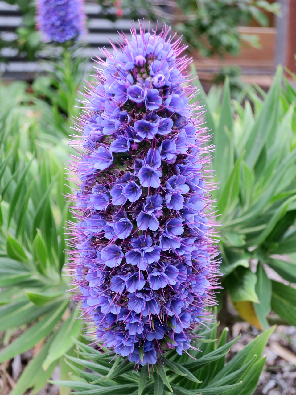 Purple Flowers Archives Ramblings From A Desert Garden
