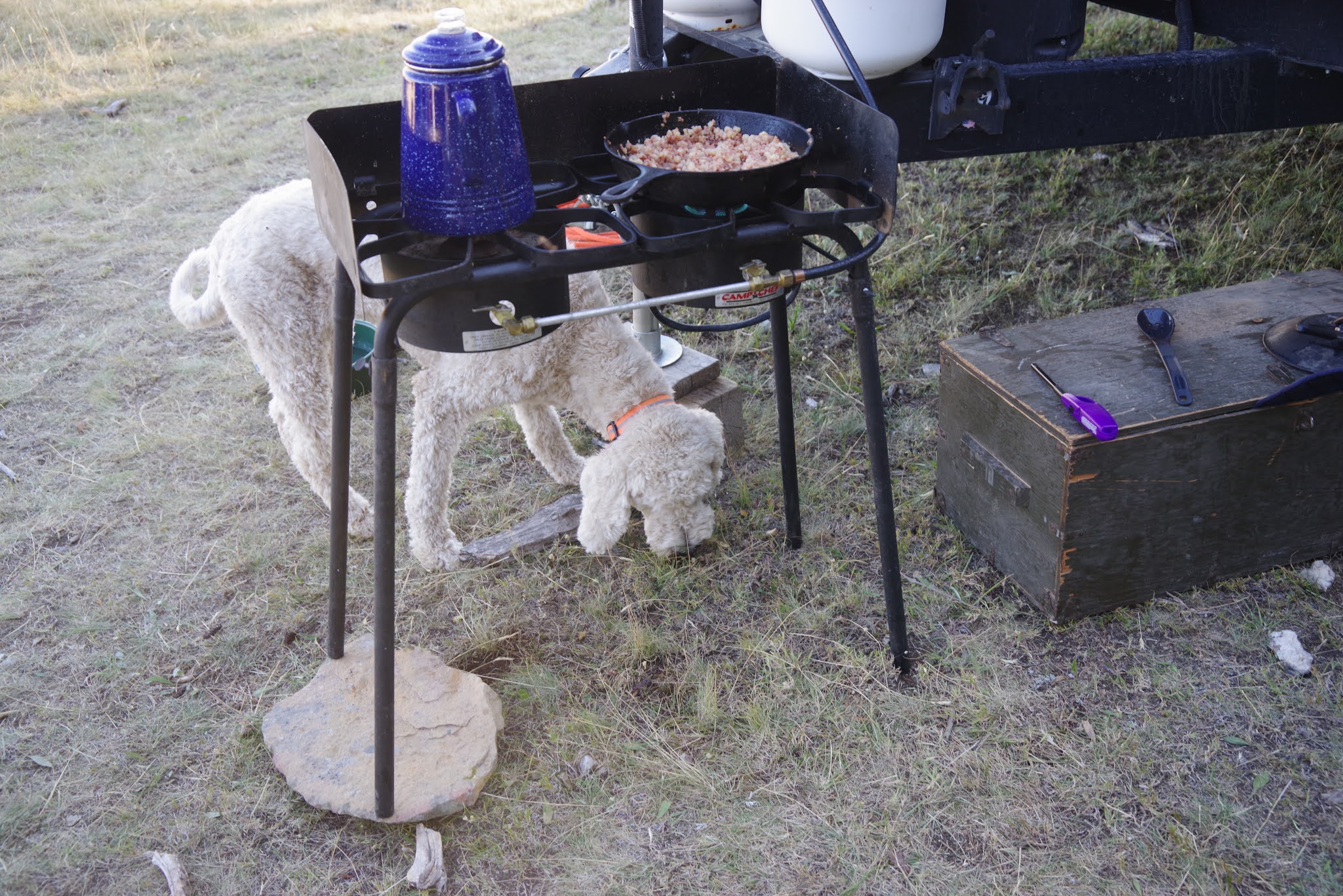 On International Dog Day. The Camp Tender. (Corned beef hash on gas