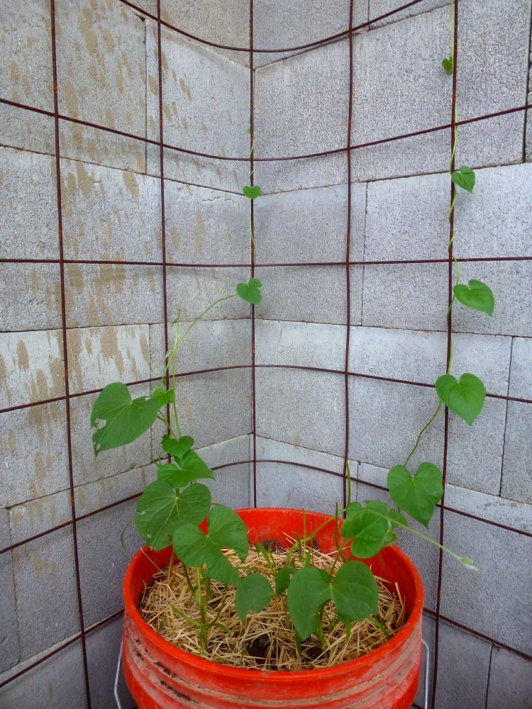 The Field Lab first bean