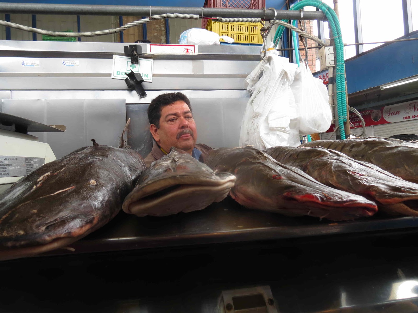 Mike's Bogota Blog: A Big Week for Fish